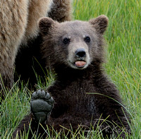 Brown Bear Cub