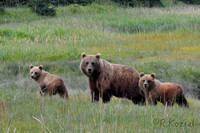 Brown Bear & Cubs
