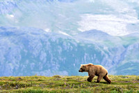 Brown Bear Landscape