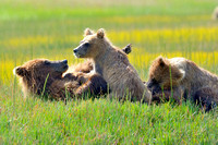Brown Bear Yearling Cubs Nursing