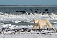 Polar Bears NZ9_2568 R Koziel