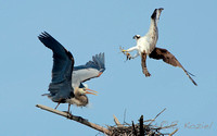 Osprey Harassing Heron