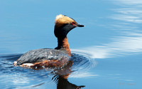 Horned Grebe 2