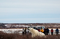 Polar Bears NZ9_3421 R Koziel