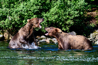 Bear squabble 2