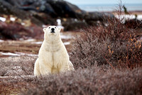 Polar Bears NZ9_3464 R Koziel