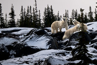 Polar Bears NZ9_3169 R Koziel