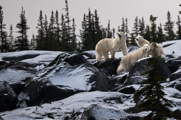 Polar Bears NZ9_3169 R Koziel