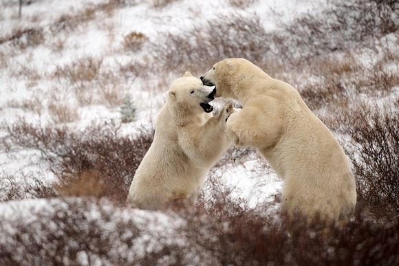 Polar Bears NZ9_4510 R Koziel