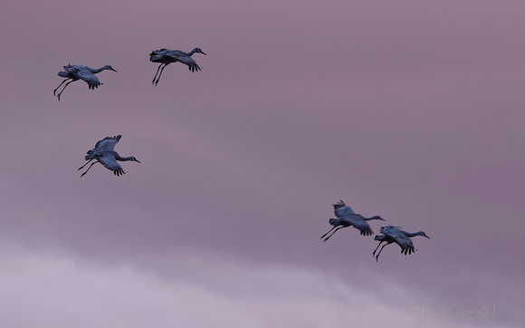 Crane Landing