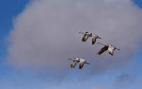 Flight thru the Clouds