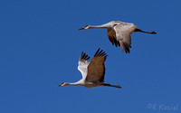 Crane Pair in Flight