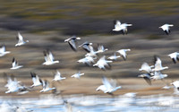 Snow Goose Blur