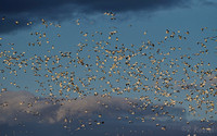 Snow Geese in the Clouds