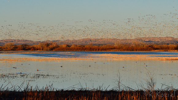 Snow Geese Swarm