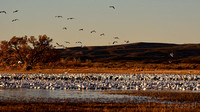 Morning Roost