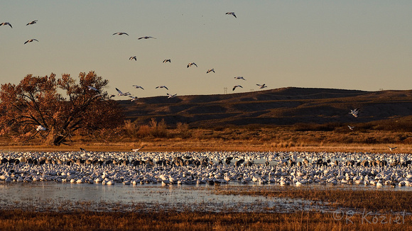 Morning Roost