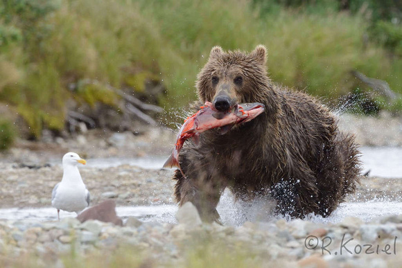 Brown Bear with Salmon