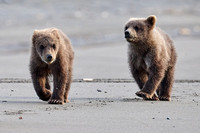 Cubs Strolling the Beach