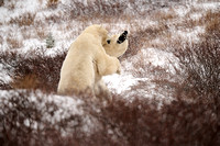 Polar Bears NZ9_4485 R Koziel