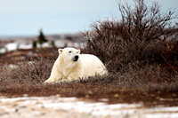 Polar Bears NZ9_3511 R Koziel