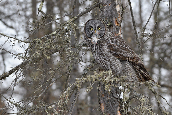 Great Gray Owl