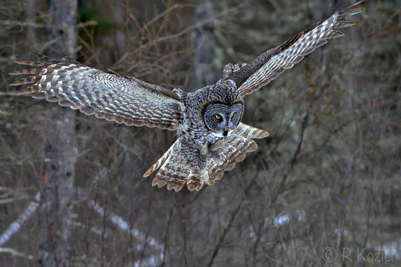 Great Gray Owl