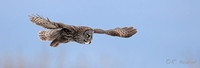 Great Gray Owl 2