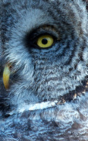 Great Gray Owl Eye