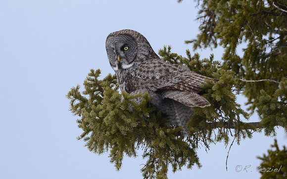 Great Gray Owl 3