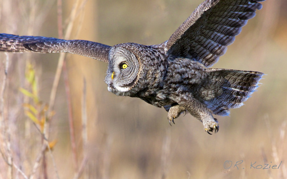 Great Gray Owl In Flight 2