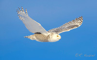 Snowy Owl in Flight 2