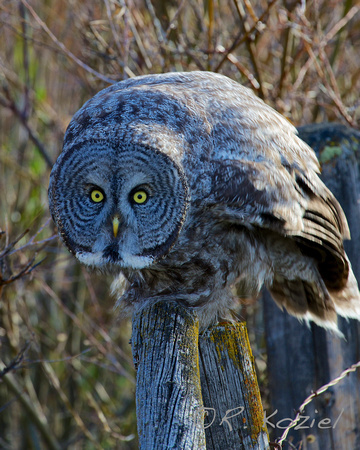 Great Gray Owl 7