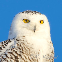 Snowy Owl Portrait