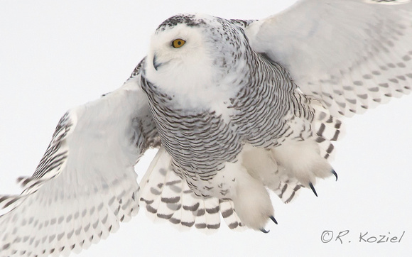 Snowy Owl in Flight