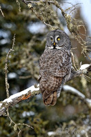 Great Gray Owl