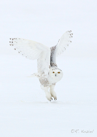 Snowy Owl