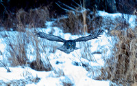 Great Gray Owl 6