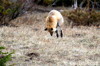 Fox Mousing