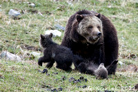 Grizzly & Cubs