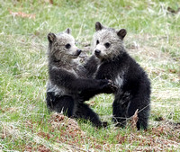 Grizzly Cubs