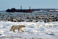 Polar Bears NZ9_2462 R Koziel