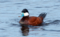 Ruddy Duck