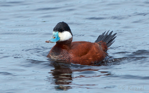 Ruddy Duck