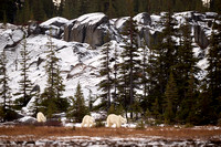 Polar Bears NZ9_3135 R Koziel