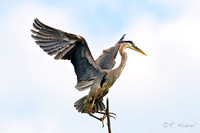 Great Blue Heron 1