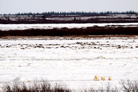 Polar Bears NZ9_2908 R Koziel