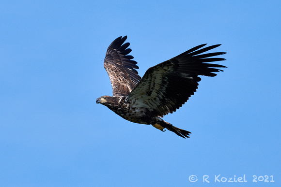 Bald Eagle, Immature