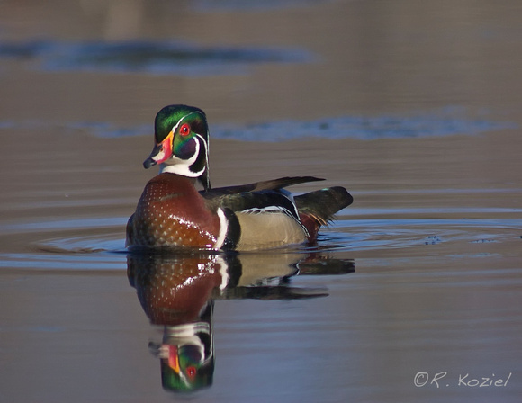 Wood Duck