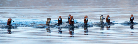 Redhead Brigade